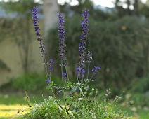 flower 013